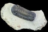Bargain, Austerops Trilobite - Nice Shell Detail #91921-1